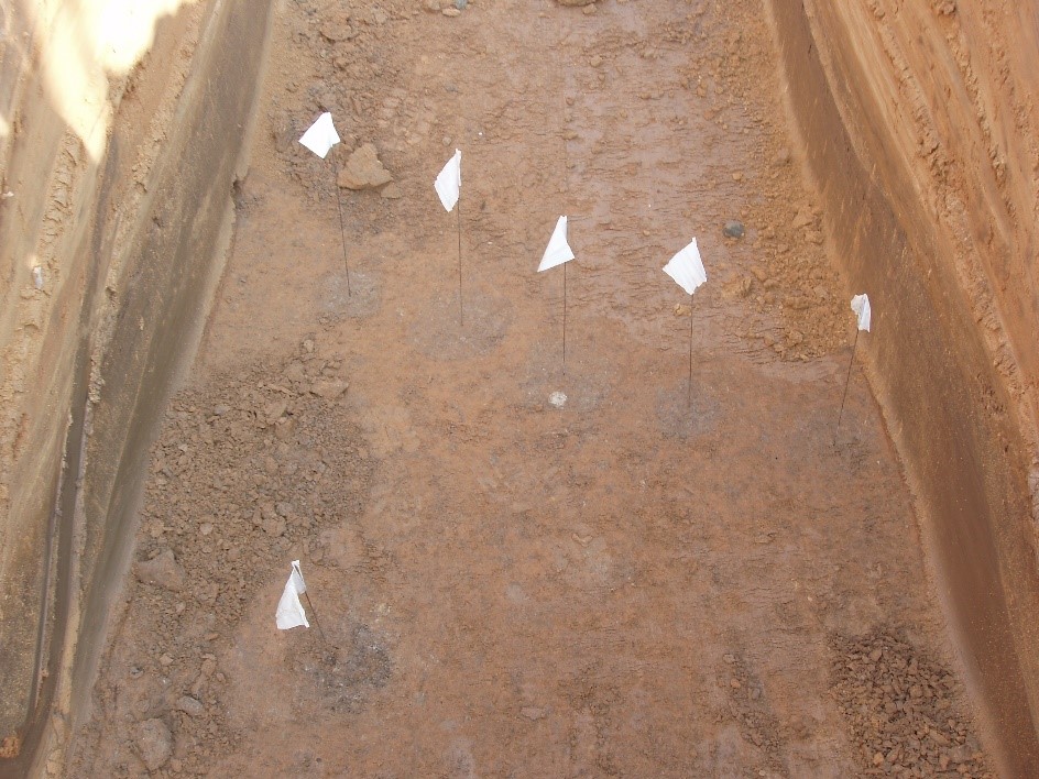 Figure 9. Linear row of postmolds in base of Mound B (Keith 2010).
